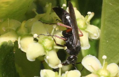 Réf. 325 591 : Episyron sp.